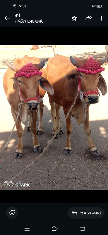 સાવ સોજા