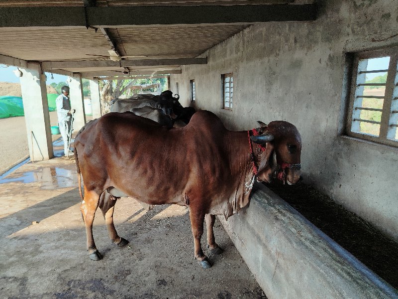 ગાય વેચવાની છે