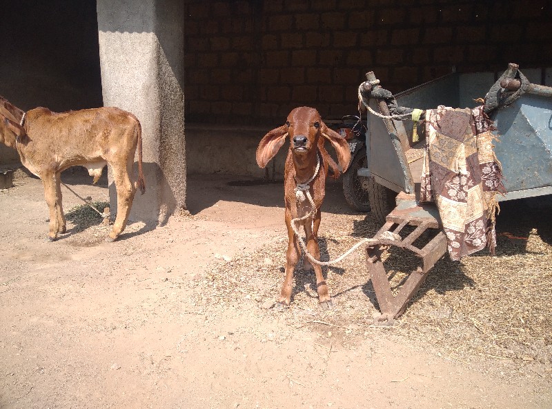 ગાય વેચવાની છે