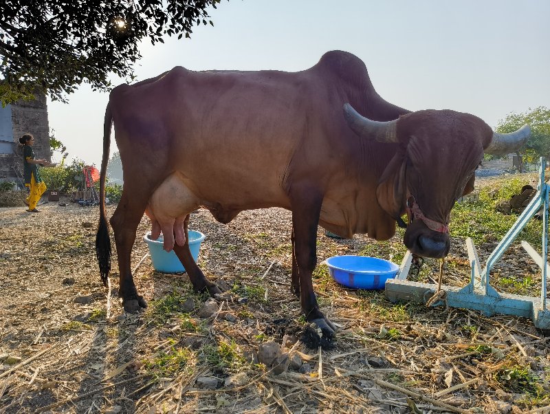 ગીર ગાય વેચવાની...