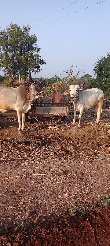 ગોઢલા વેચવાના છ...