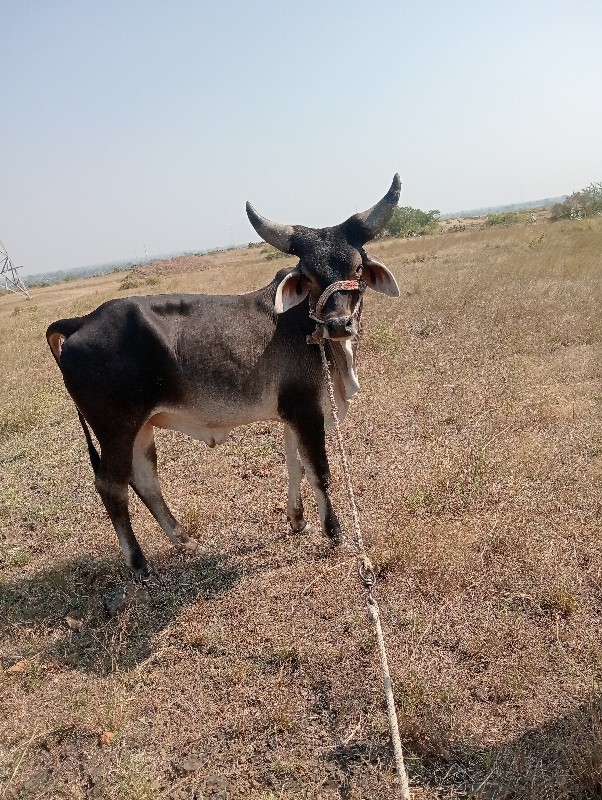 બળધ ગોઢલા વેસવા...