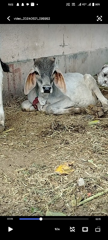 ઓરીજનંલ કાંકરેજ...