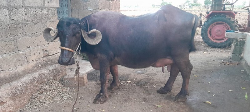 ભેંશ વેચવાની છે