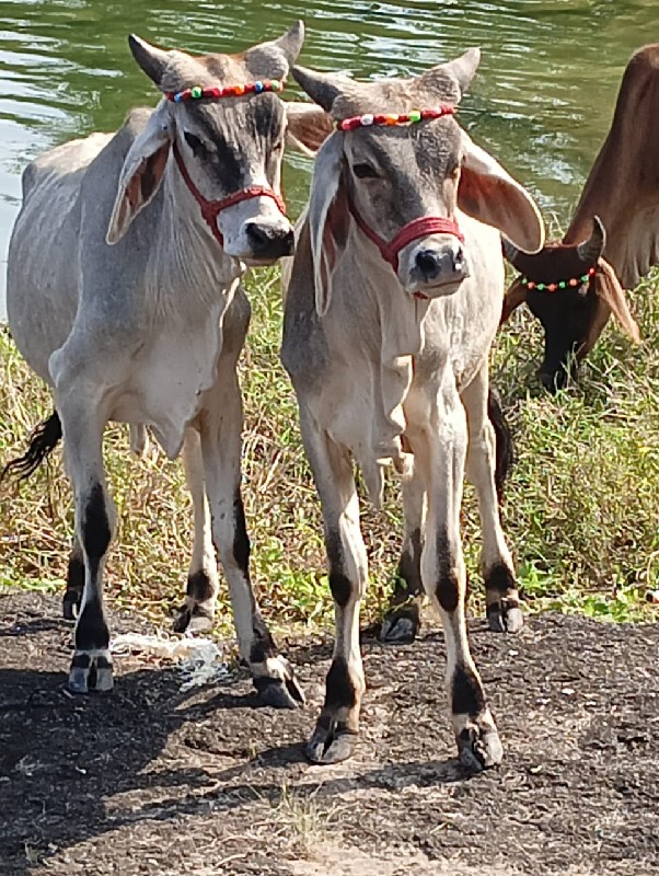 ગોઢલા વેચવાના છ...