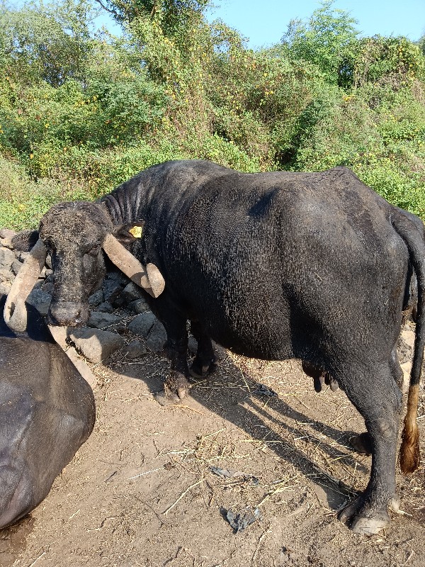 ભેસ વેસવાની સે...