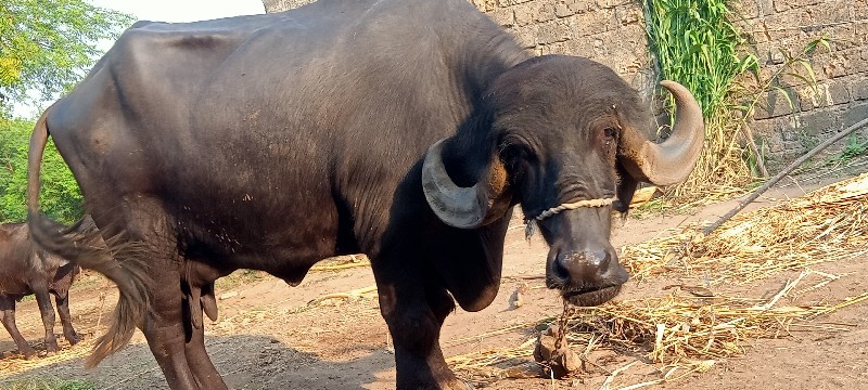 જાફરાબાદી