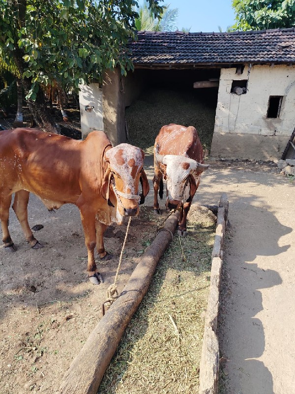 ગોધલા વેચવાના છ...