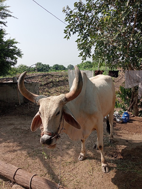 બળદ વેસ્વાના છે