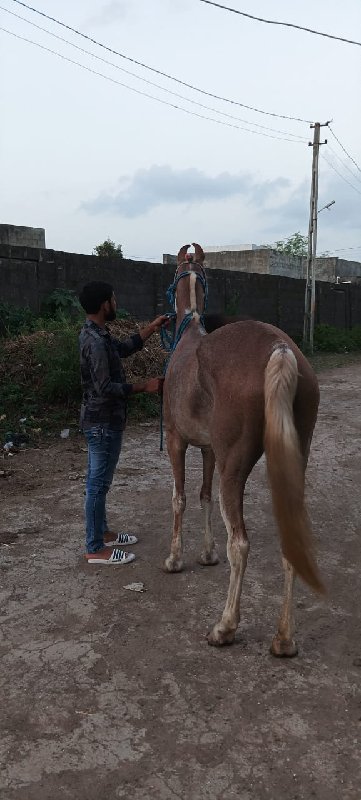 લાલ ચંપી