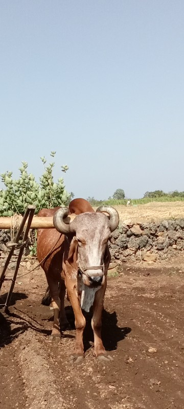 બળદ વેચવાનો છે