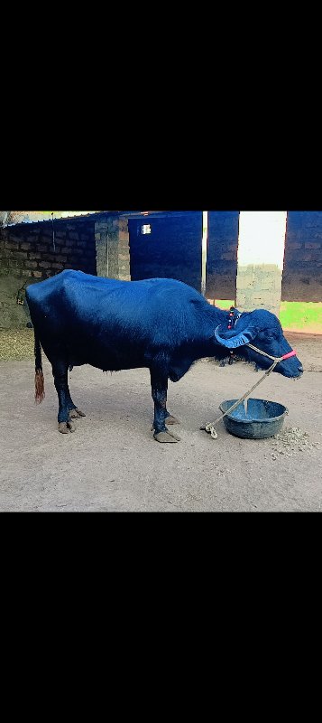 બિજુ વેતર છે.