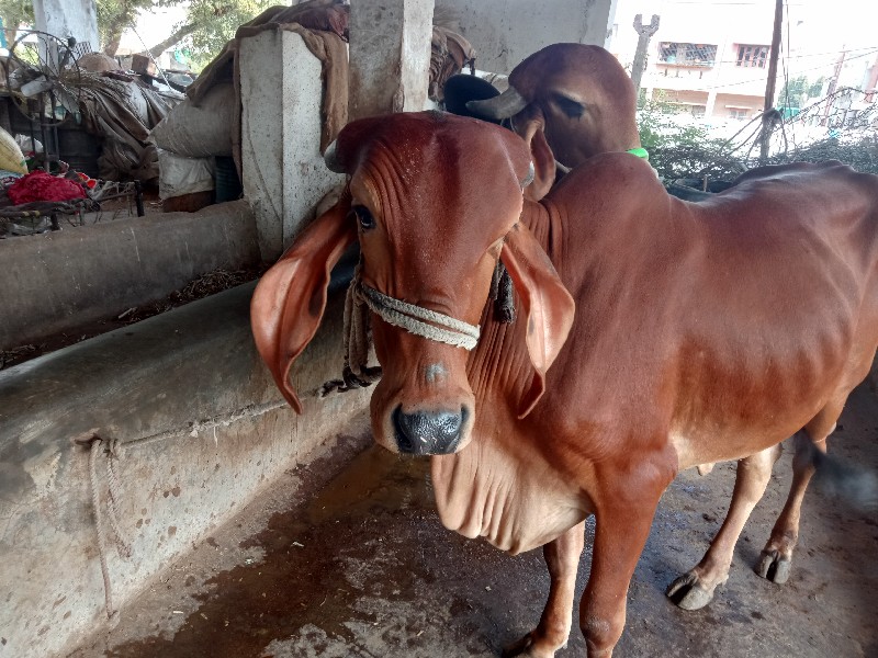 ગીર ગાય વેચવાની...