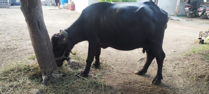 સારી ભેંસ વેચવા...