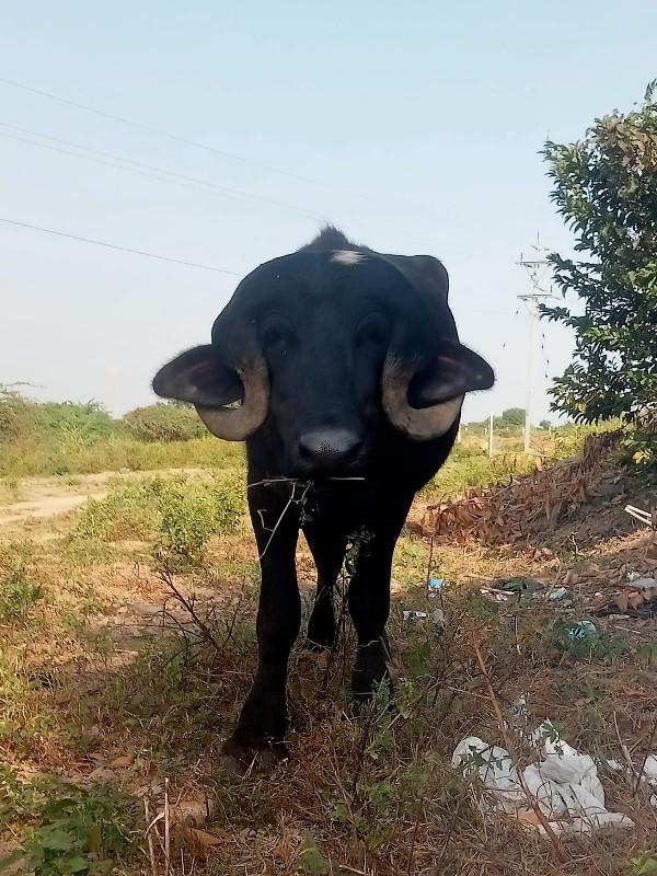 પાડો વેચાવ છે