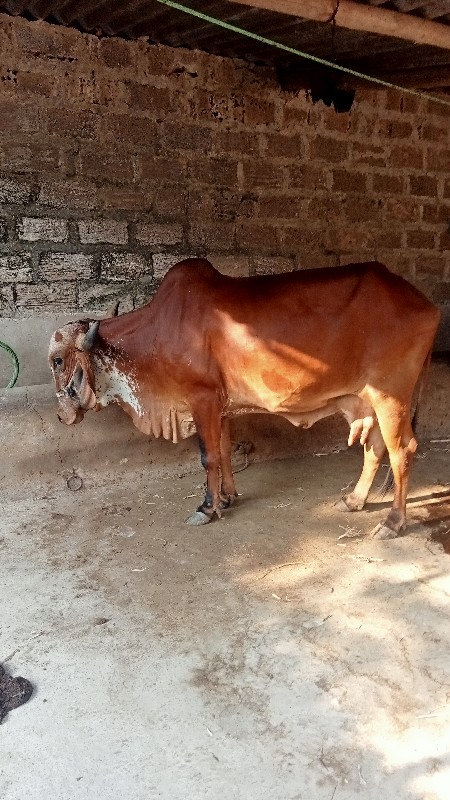 ગાય અપવાની છે 2...