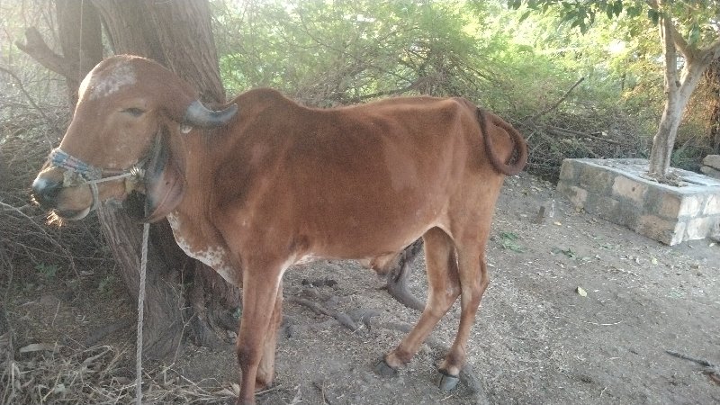 દિલીપ રબારી ફોન...