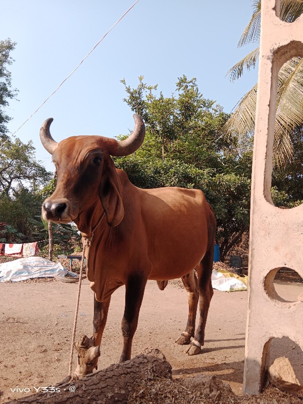 ગાય વેચવા ની છે...