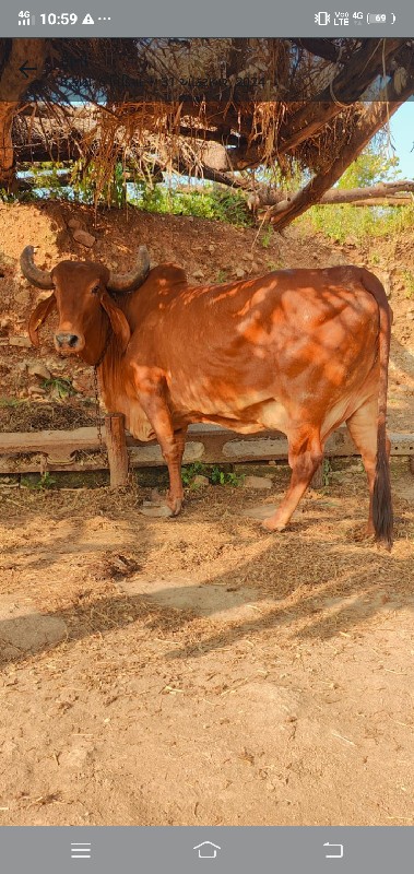 દેશી ગાય વેચવાન...