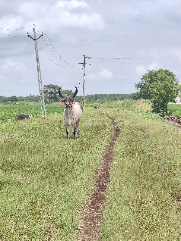 ગોઢલો વેચવાનો છ...