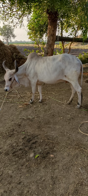 ગાય વેચવાની છે