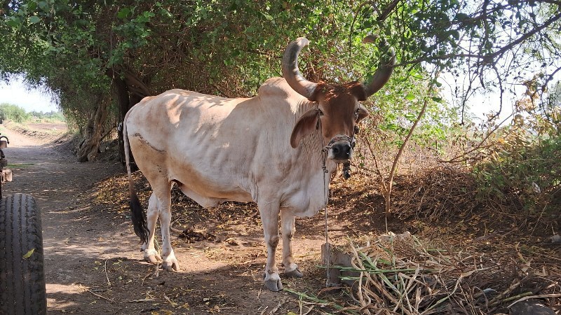 બરદ વેચવાનો છે