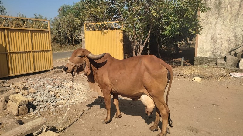 બે ગાયું વેચવાન...