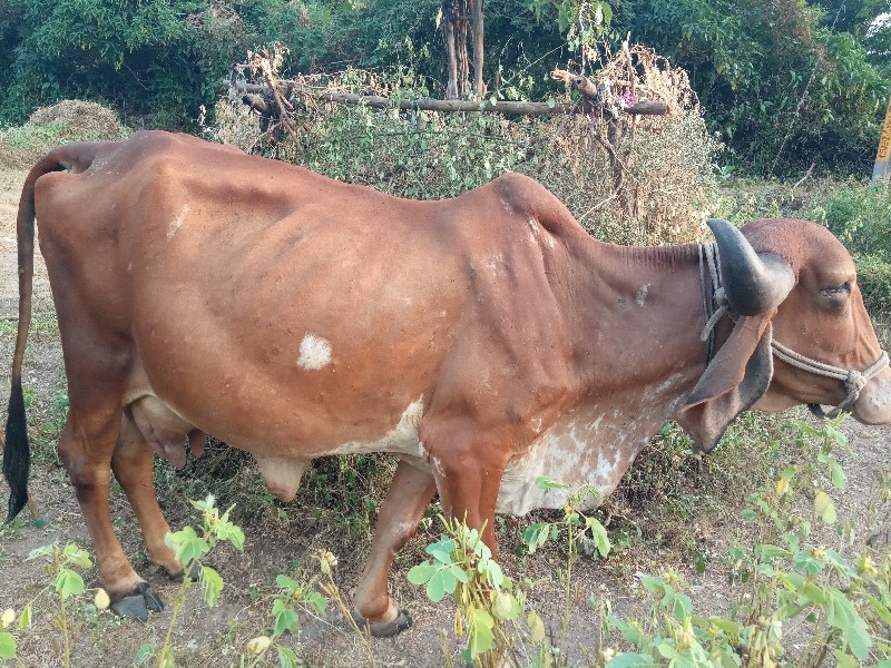 ગાય વેચવા નિ