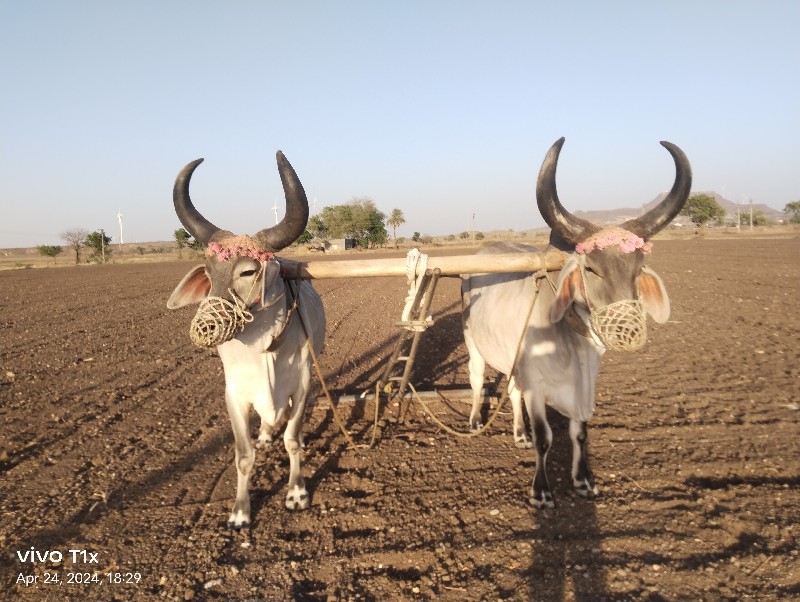 બળદ વેચવાના છે