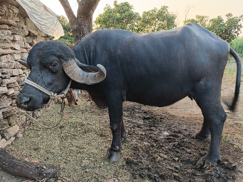 પેલું વેતર ખરેલ...