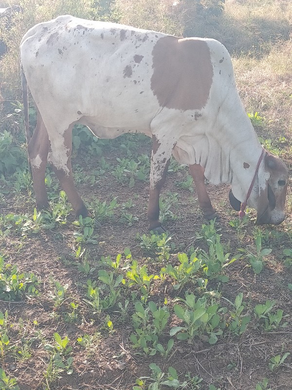 વાશડી