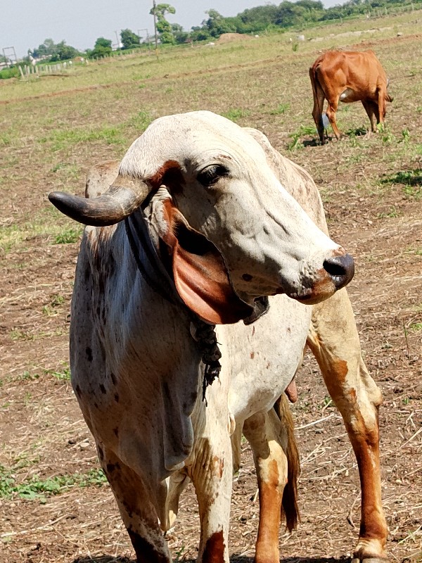 ગાય