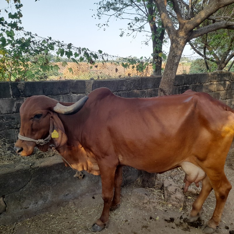 ગીર ગાય અને વાછ...