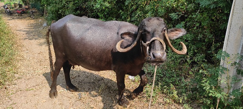 ભેંસ વેસવાની સે