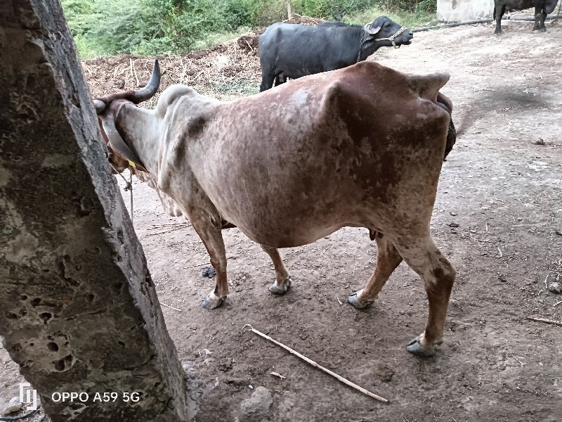 ગાય.  વેચવાની....