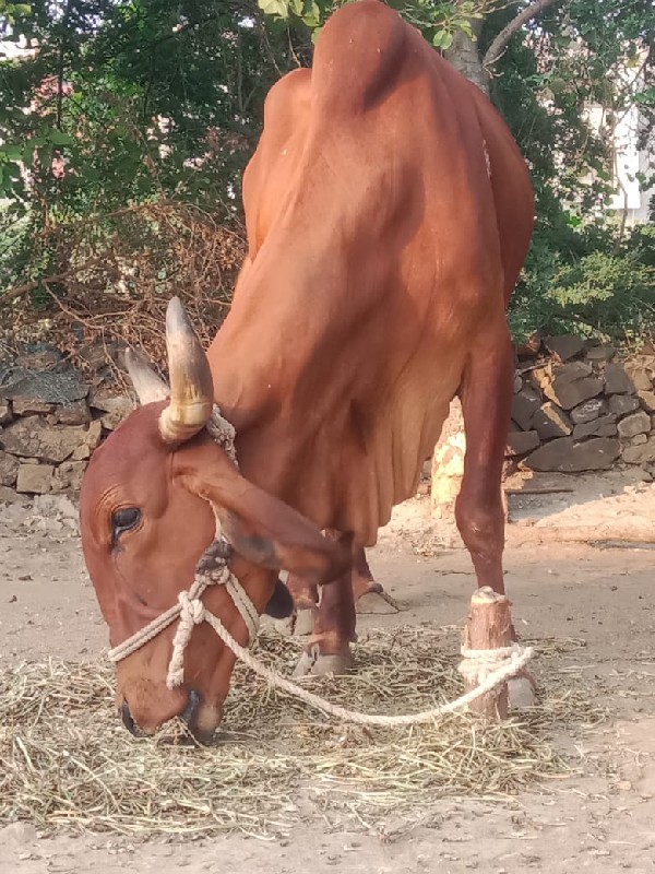 મયના દી ની વીયા...