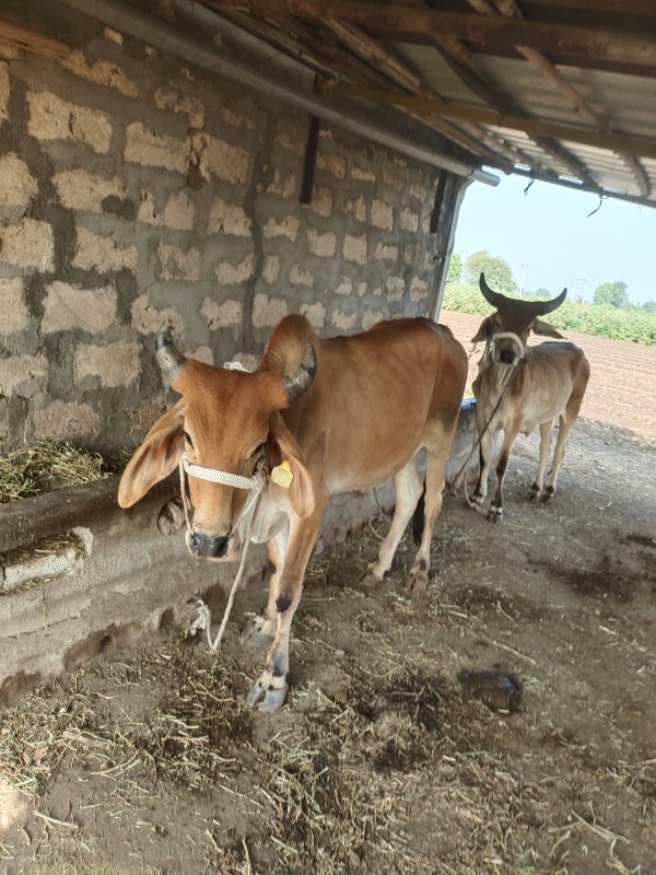 આ ગોઢલા વેચવાના...