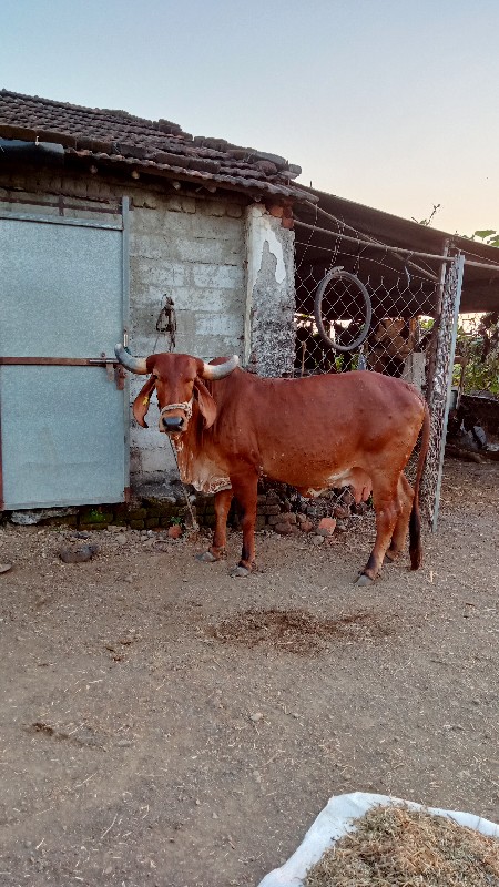 ગાય વેચવાની છે