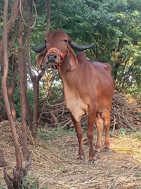 ગાય વેચવાની છે