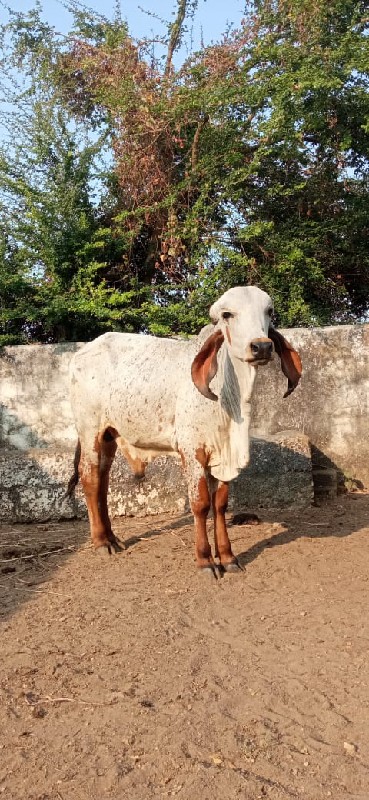 ગીર વાછડો