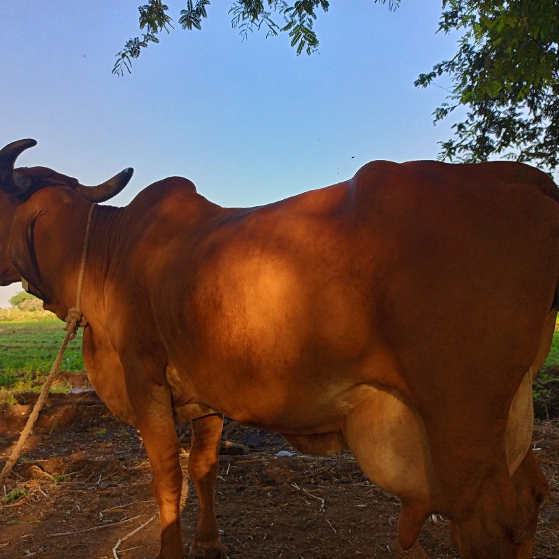 બીજુ વેતર ૮ લીટ...