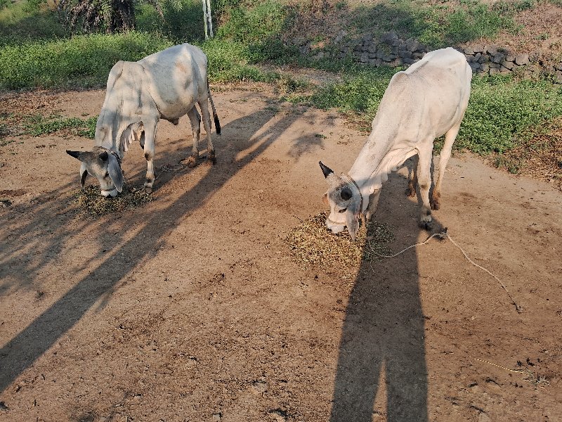 ગોઠલા વેસવા ના...