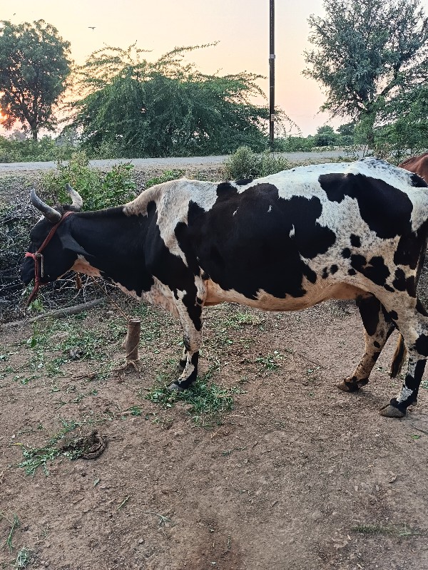 ગાય