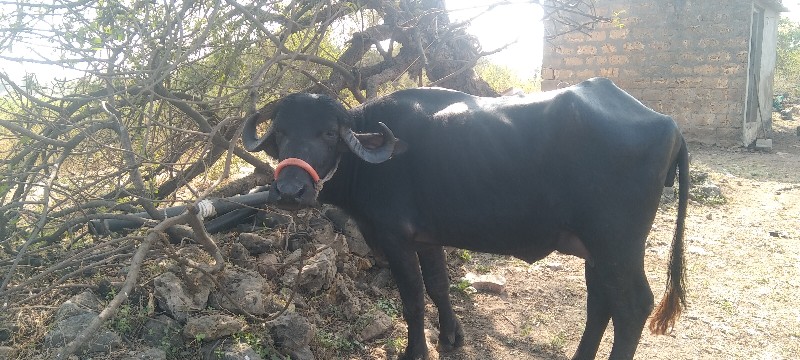 રાહુલ ભાઈ