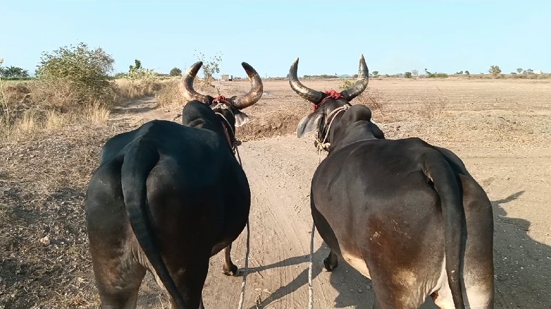 .   જામ્બા બડદ...