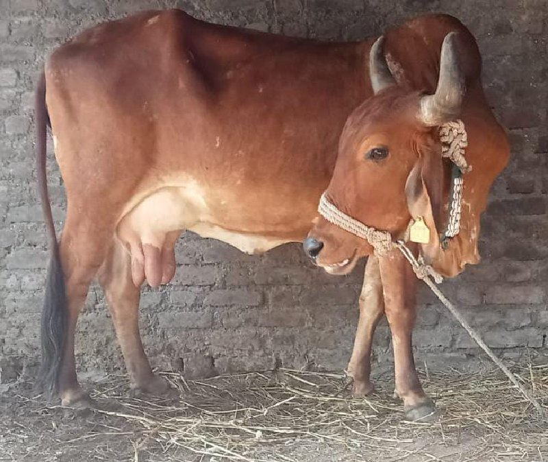 દેશી ગાય વેચવાન...