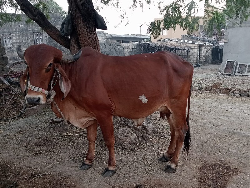 ગાય વેચવાની છે