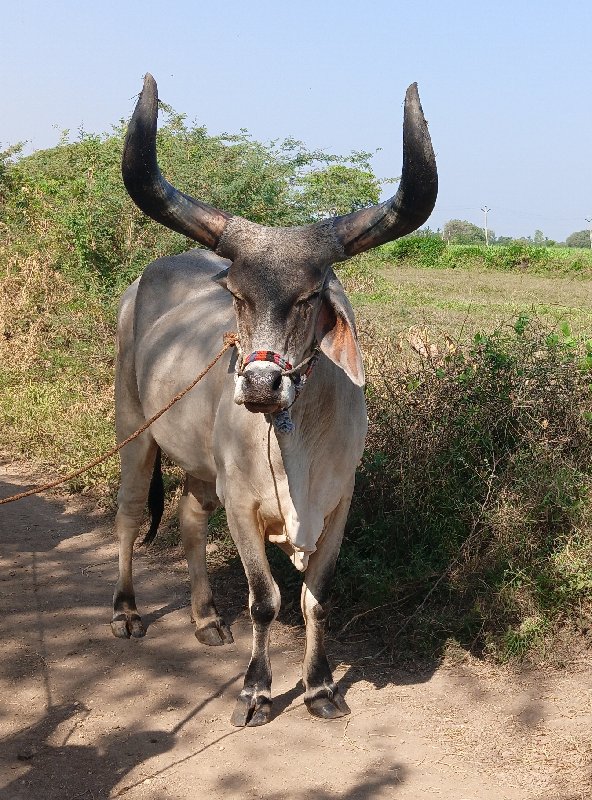 બડદ વેચવાના છે