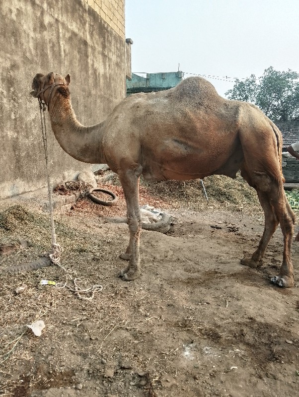 આપેલ કીમતે વેચવ...