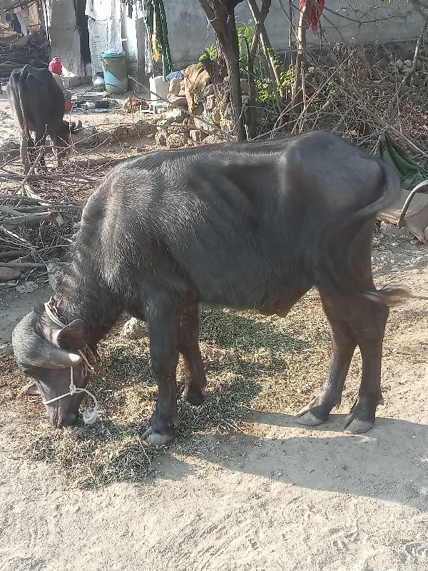 પાડો વેચવાનો છે